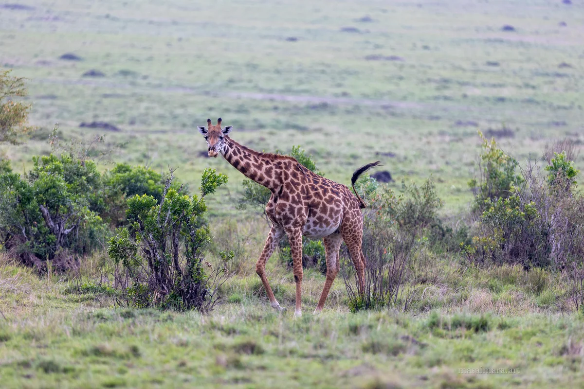 Giraffes — frame 06