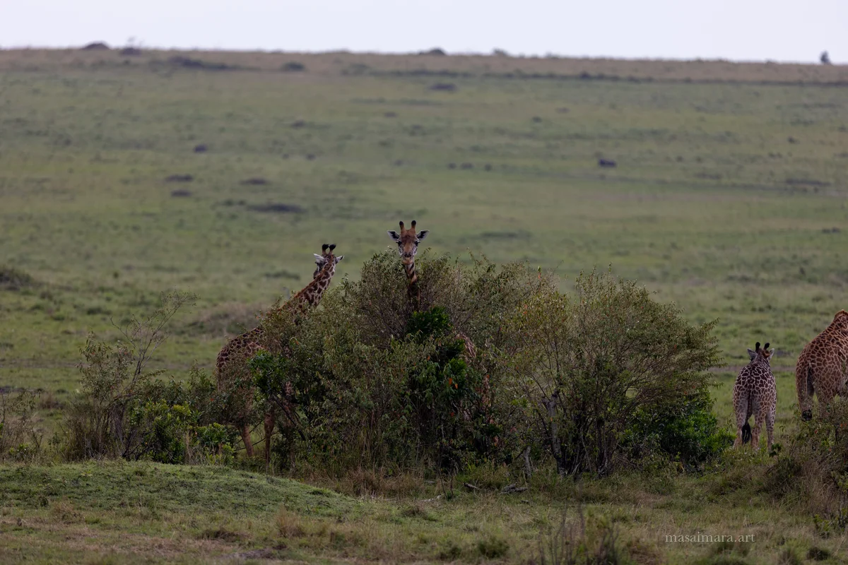 Giraffes — frame 07