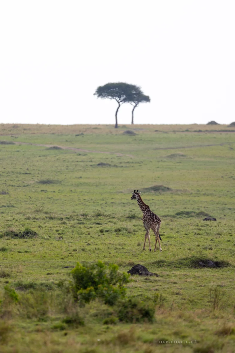 Giraffes — frame 08