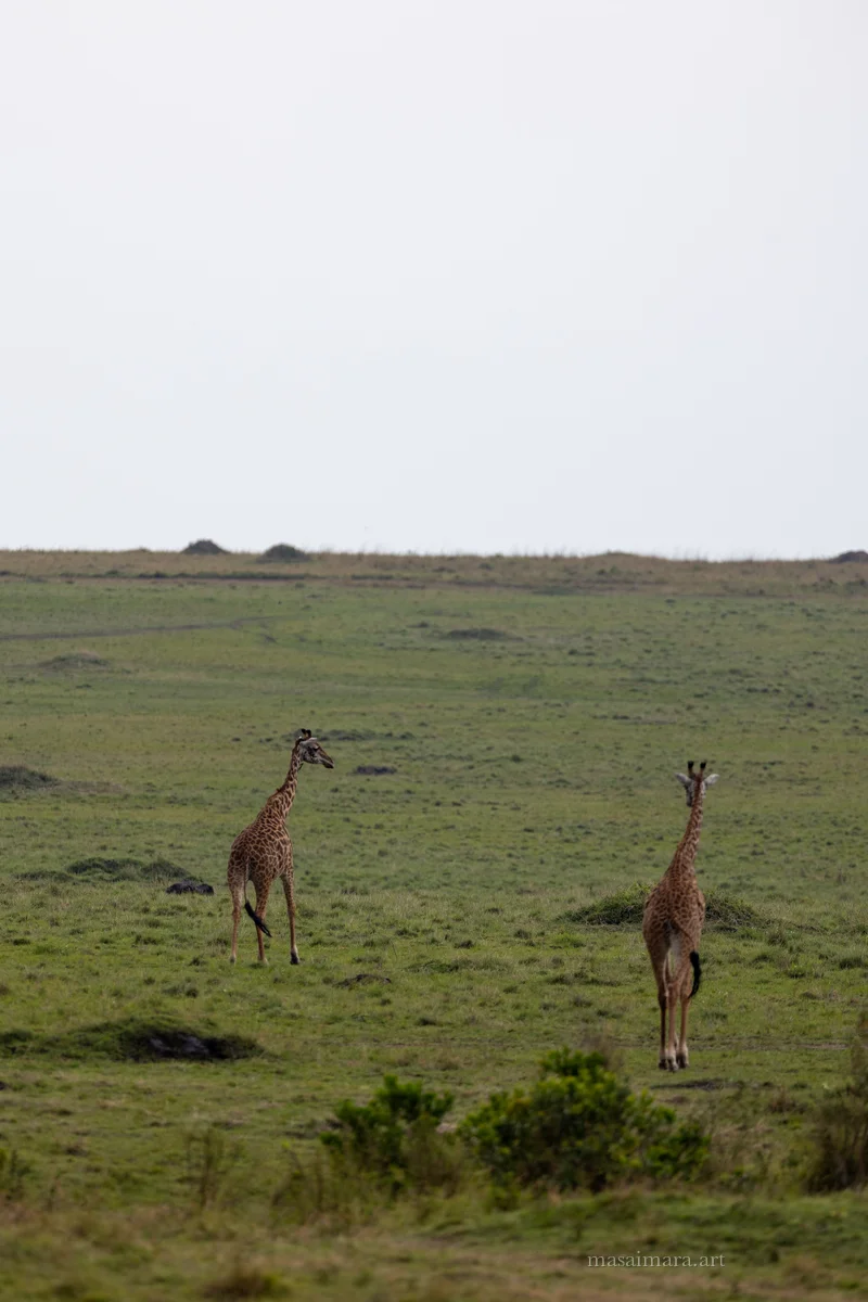 Giraffes — frame 09