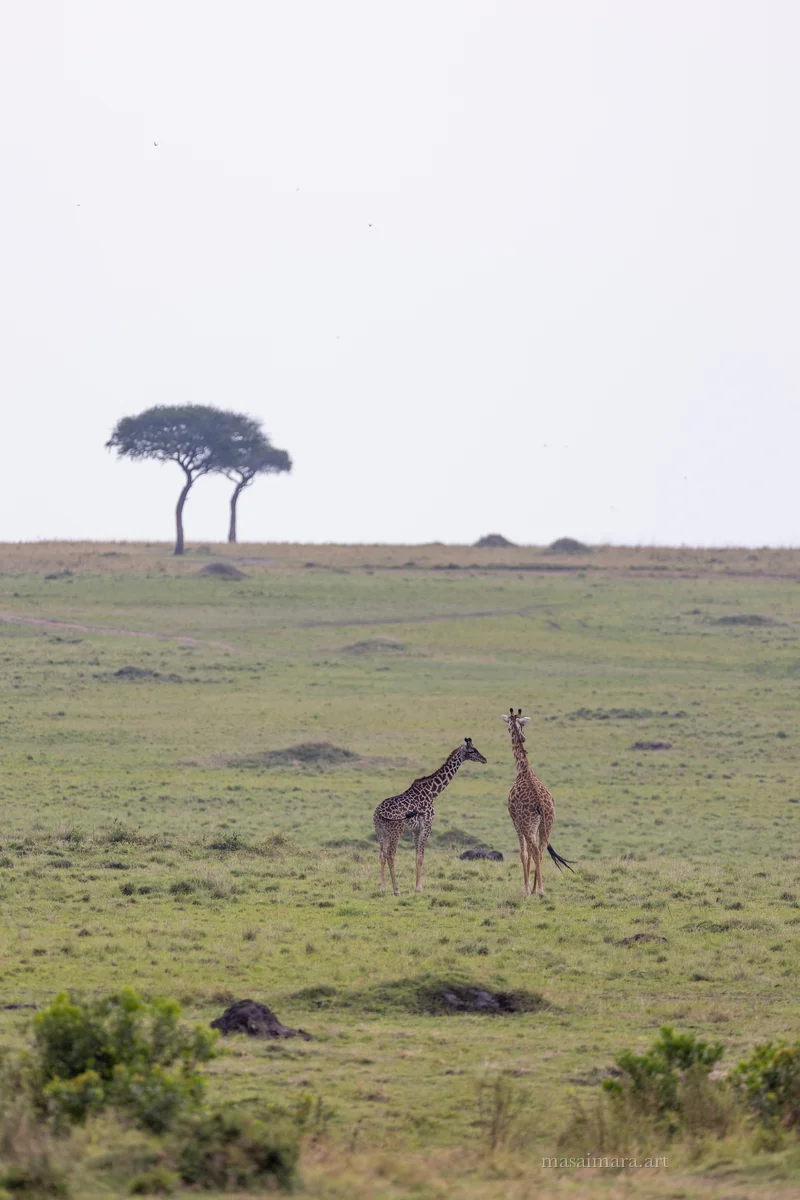 Giraffes — frame 10