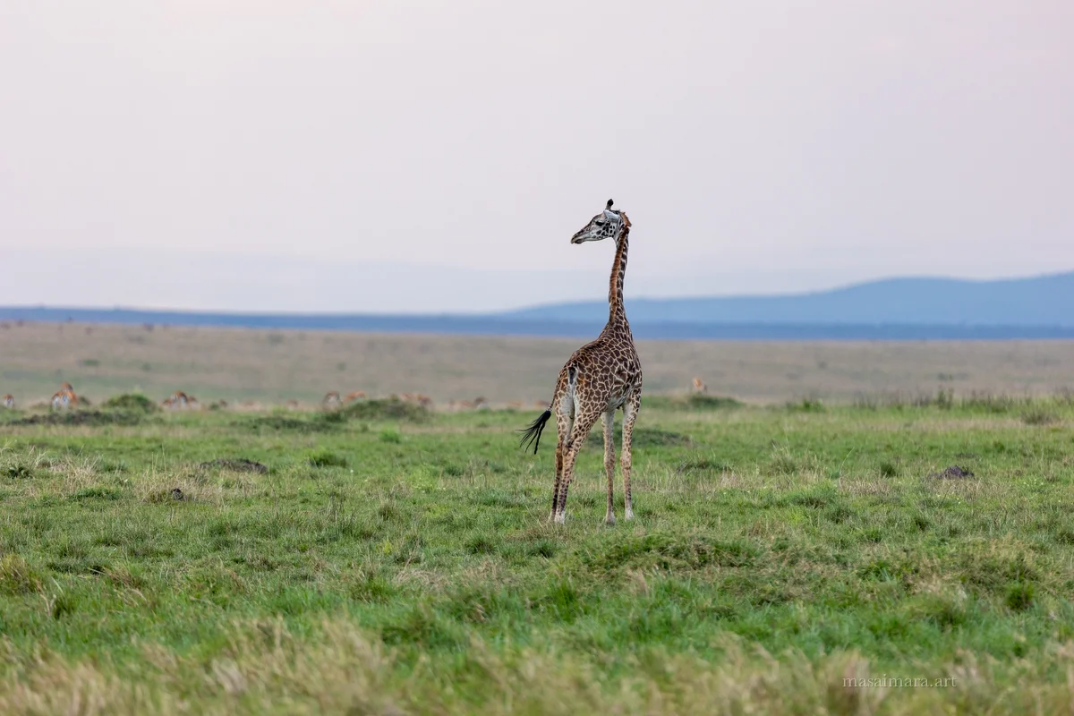Giraffes — frame 11