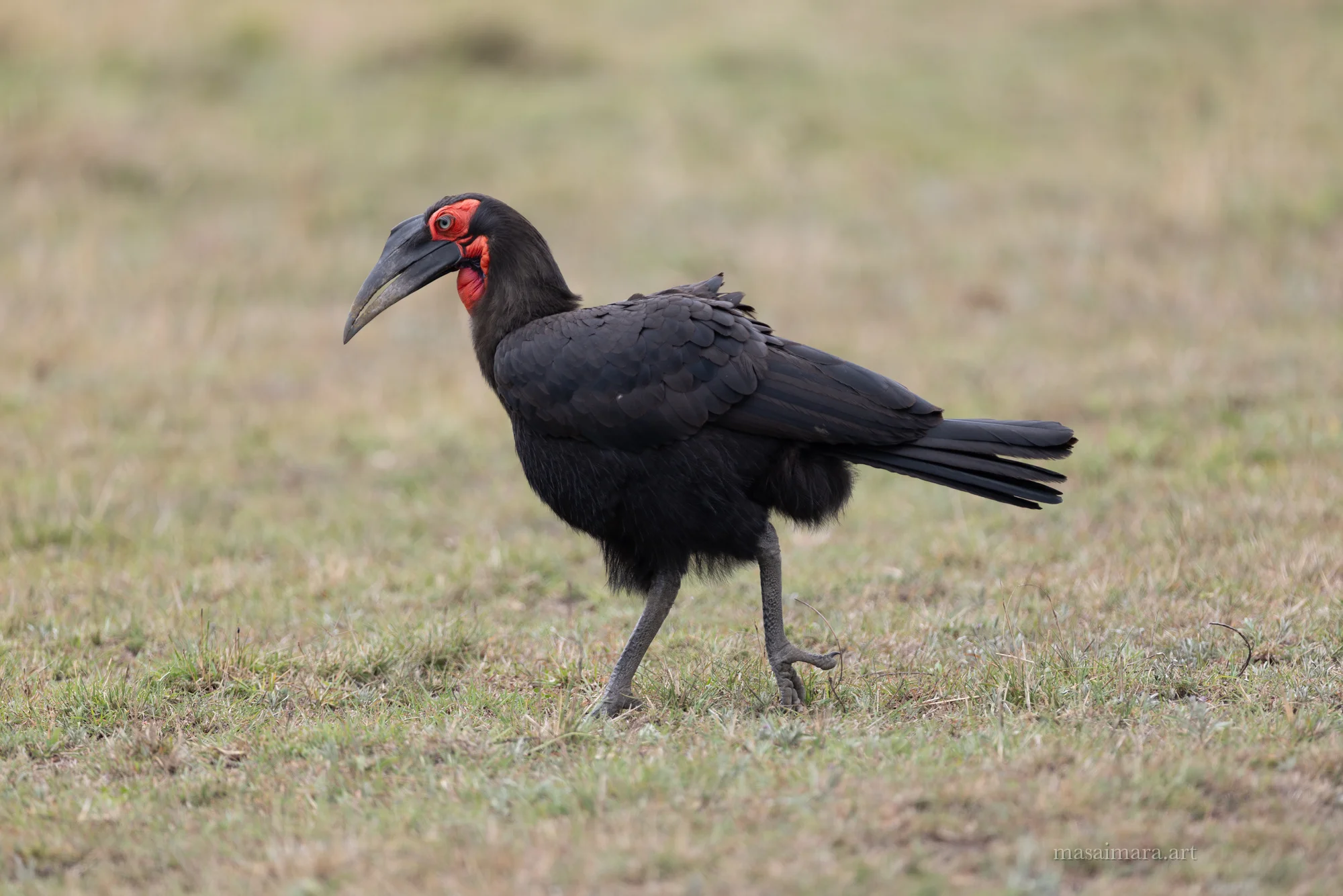 Hornbill — frame 00