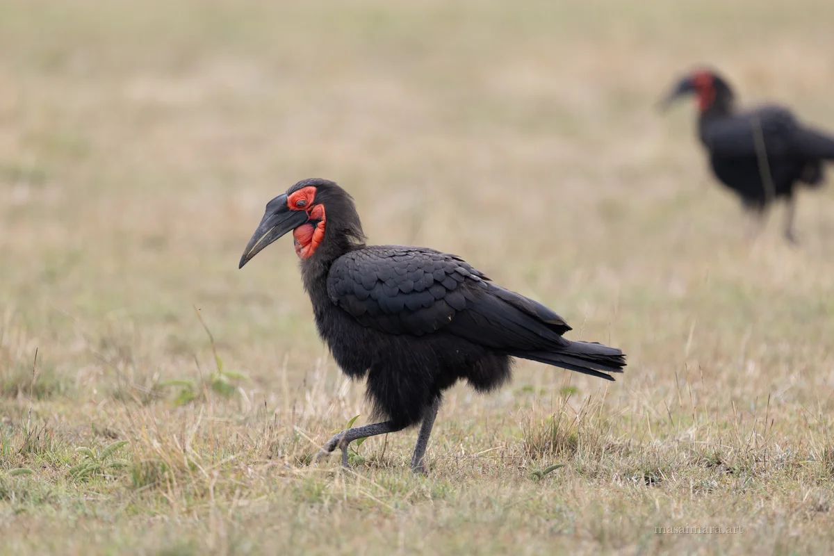 Hornbill — frame 01