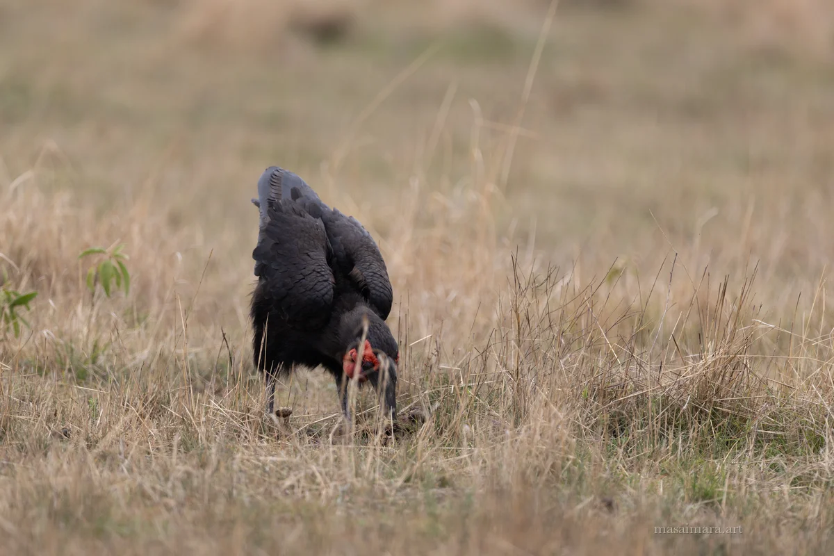 Hornbill — frame 03