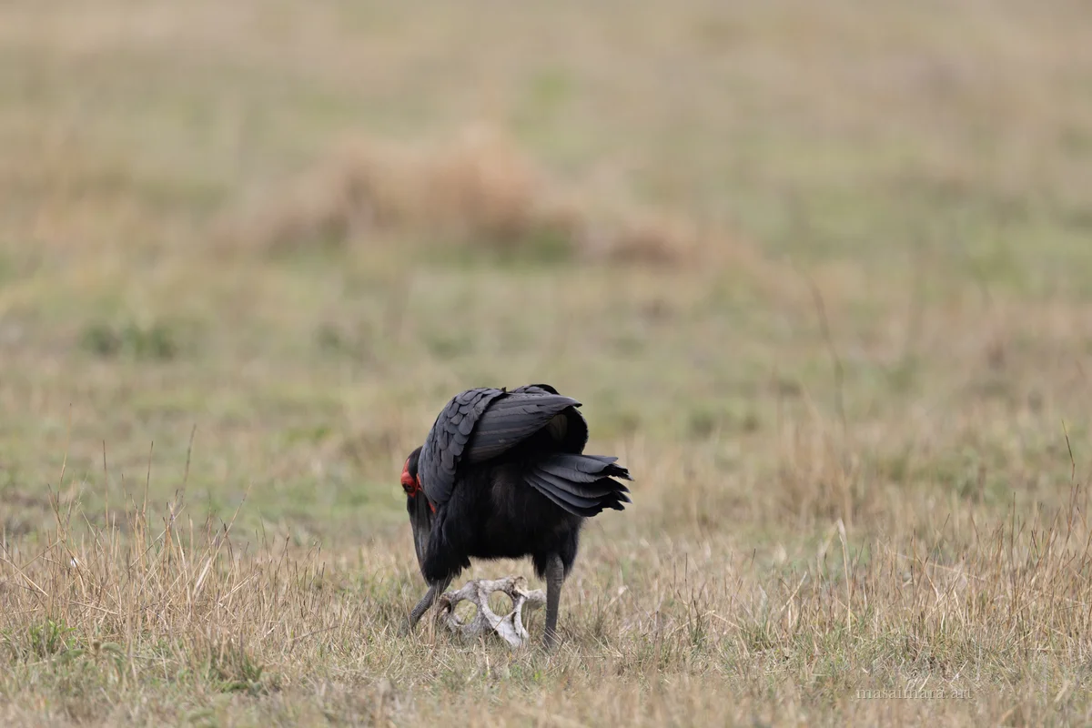 Hornbill — frame 04