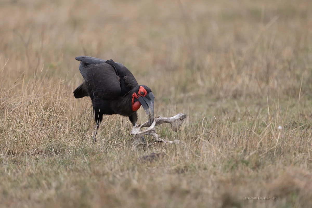 Hornbill — frame 05