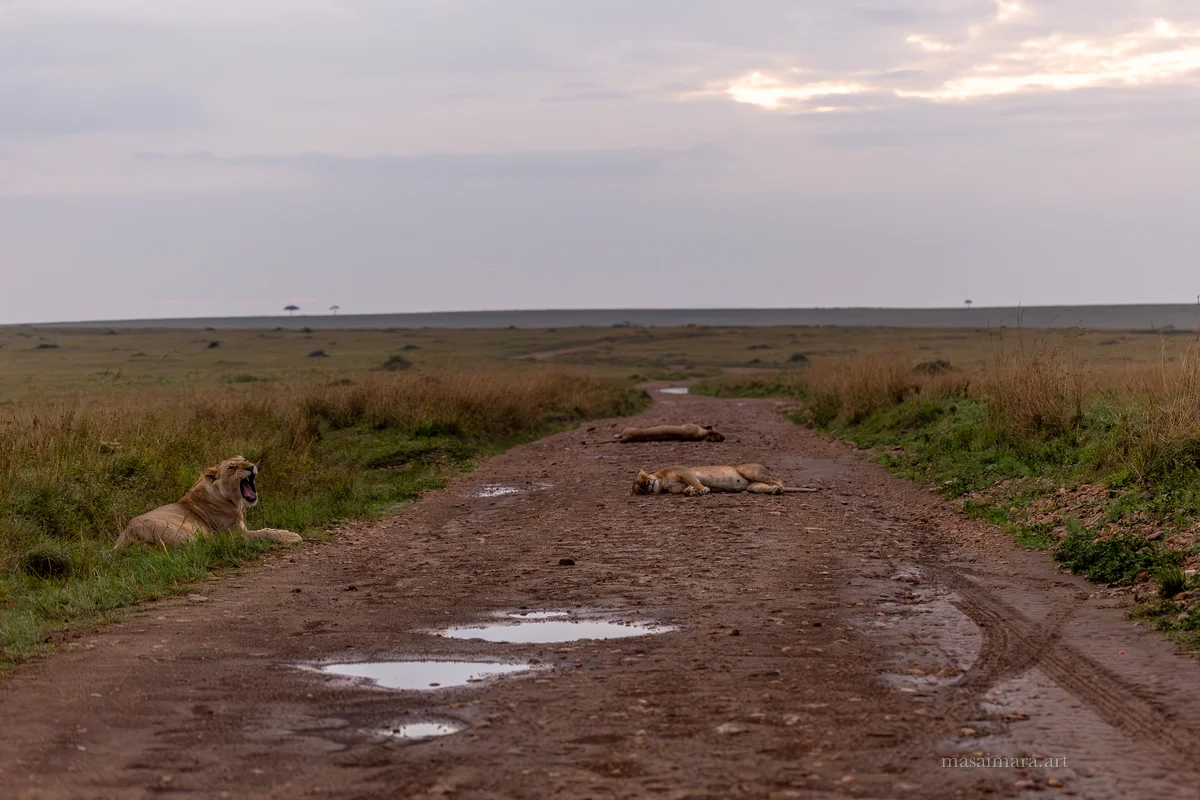 In The Bush — frame 02