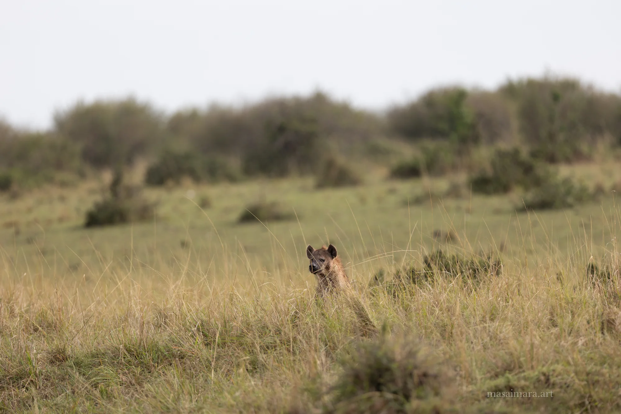 Long Grass — frame 00