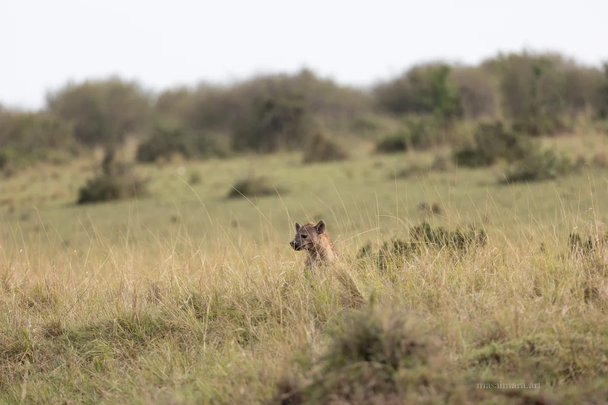Long Grass — frame 01