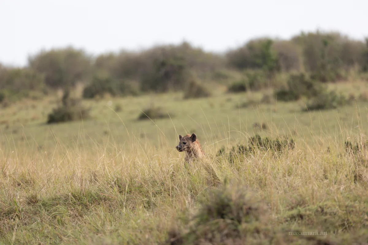 Long Grass — frame 02