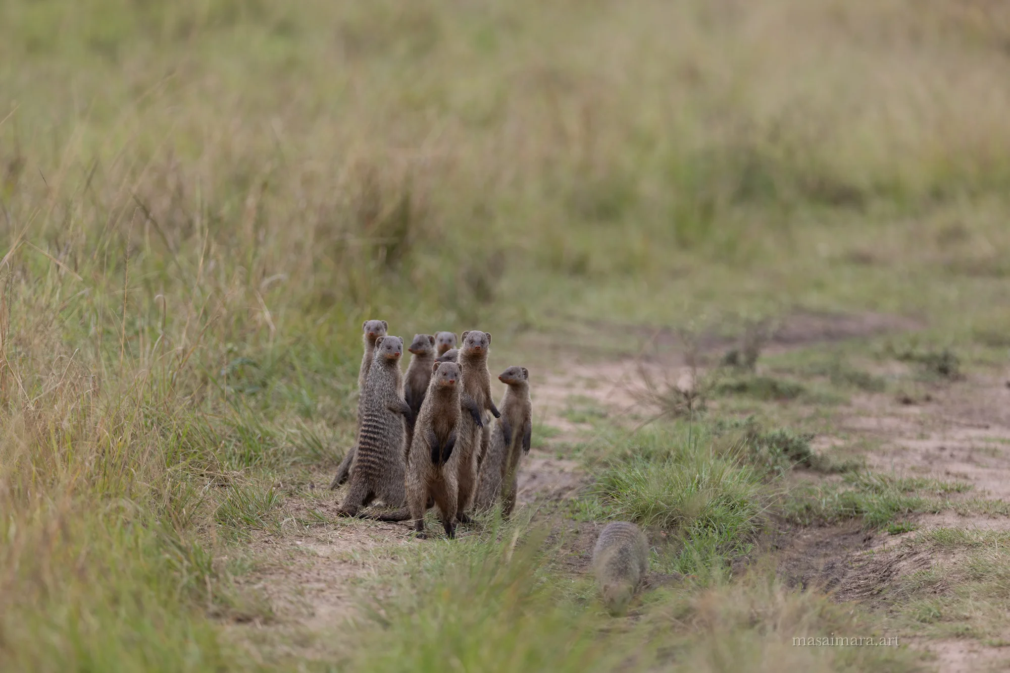 Mongoose — frame 00