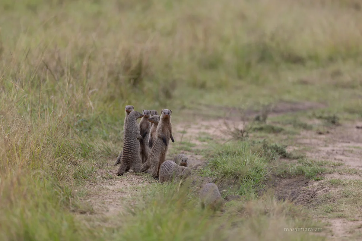 Mongoose — frame 01