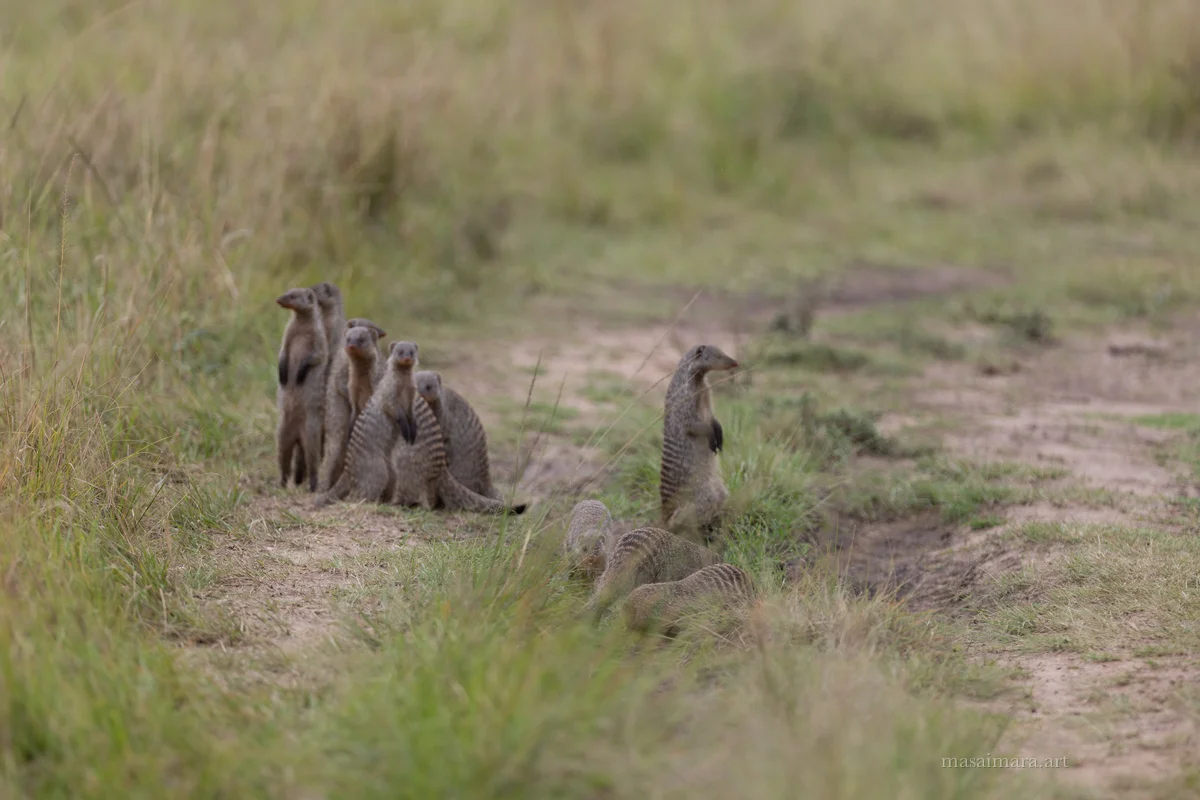 Mongoose — frame 02