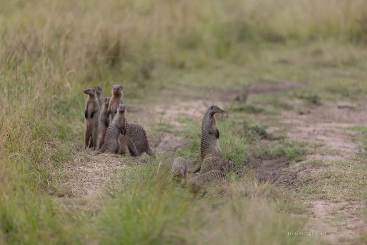 Mongoose — frame 03