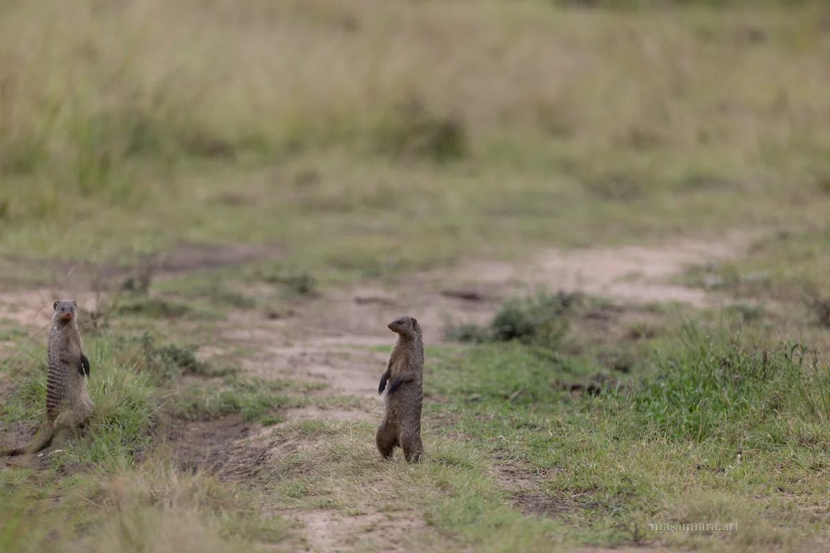 Mongoose — frame 04