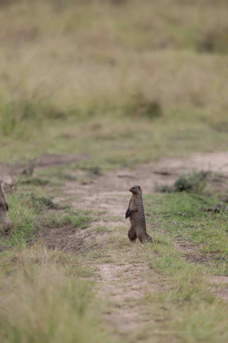 Mongoose — frame 05