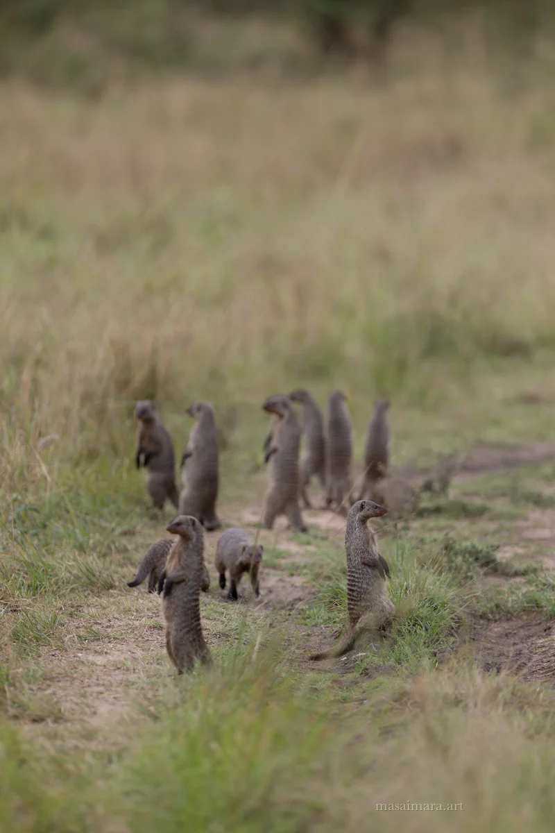 Mongoose — frame 06