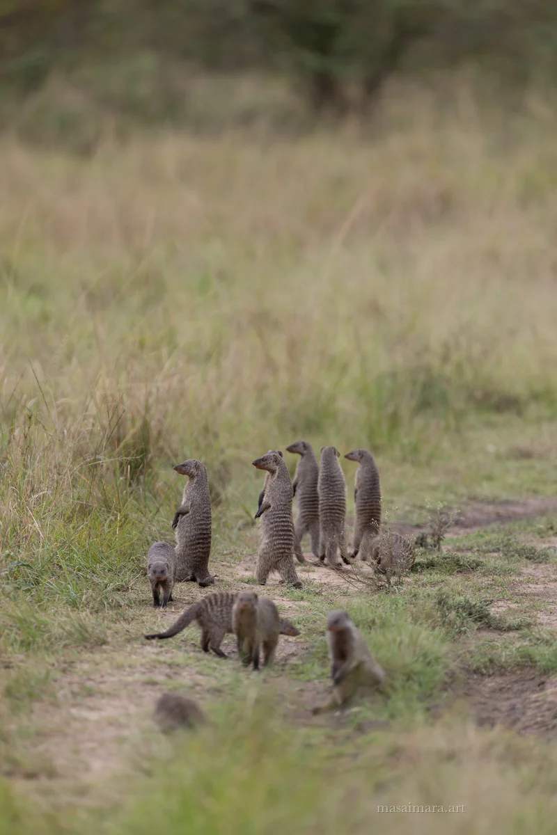 Mongoose — frame 07