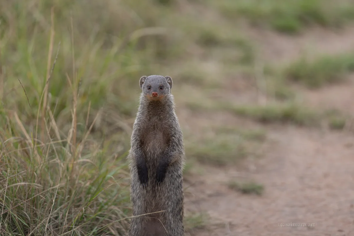 Mongoose — frame 08