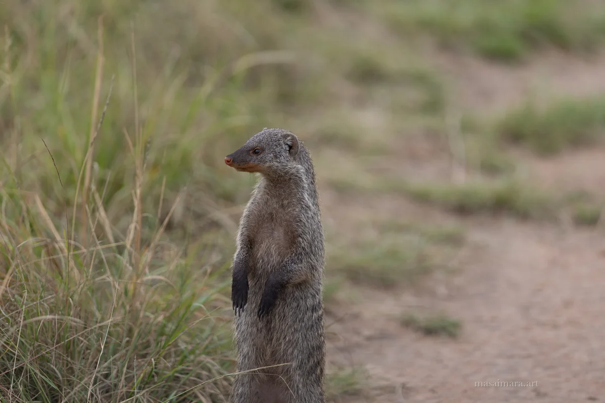 Mongoose — frame 09