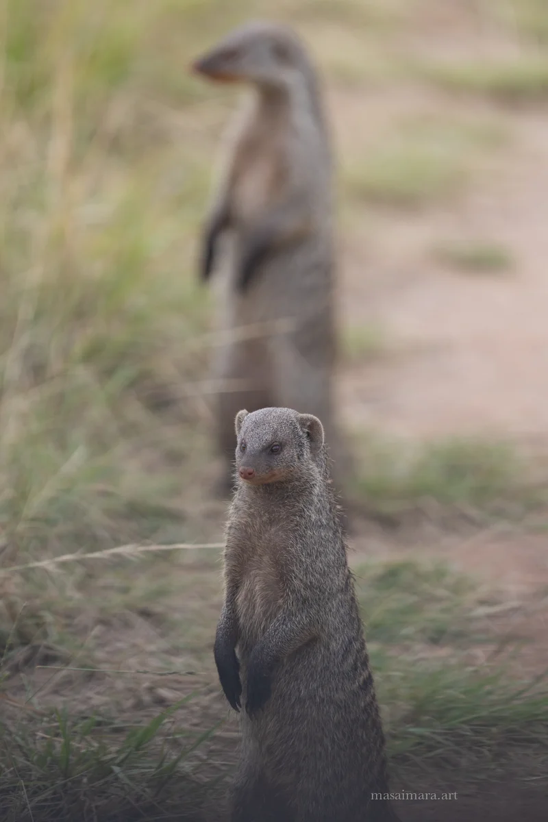 Mongoose — frame 10
