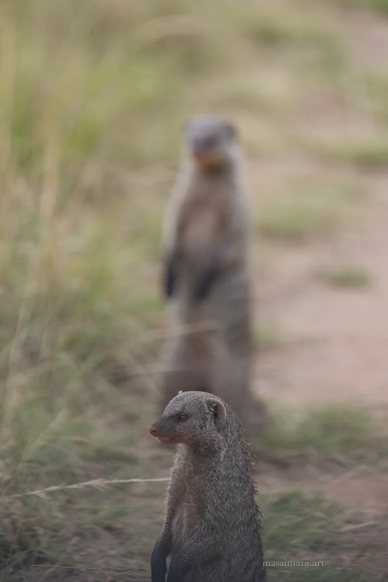 Mongoose — frame 11