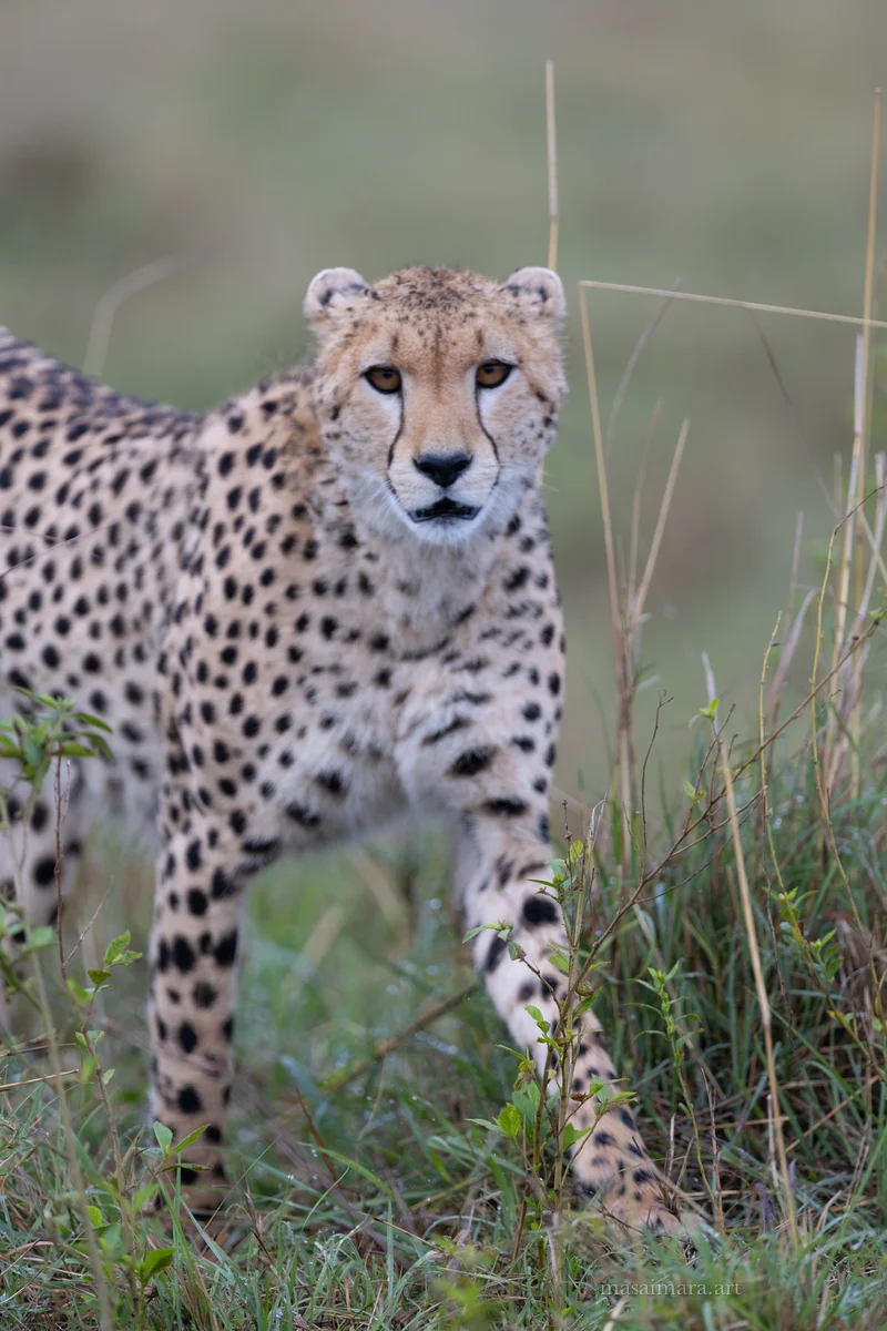 Mound Cheetah — frame 00