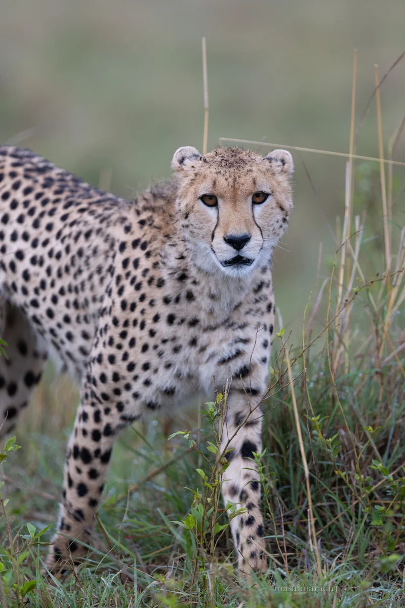 Mound Cheetah — frame 01