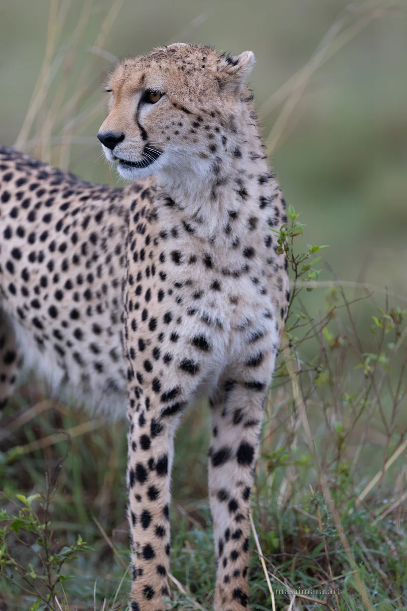 Mound Cheetah — frame 02