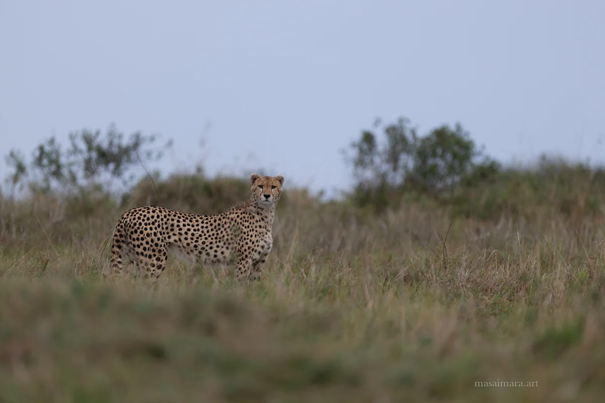 Mound Cheetah — frame 03