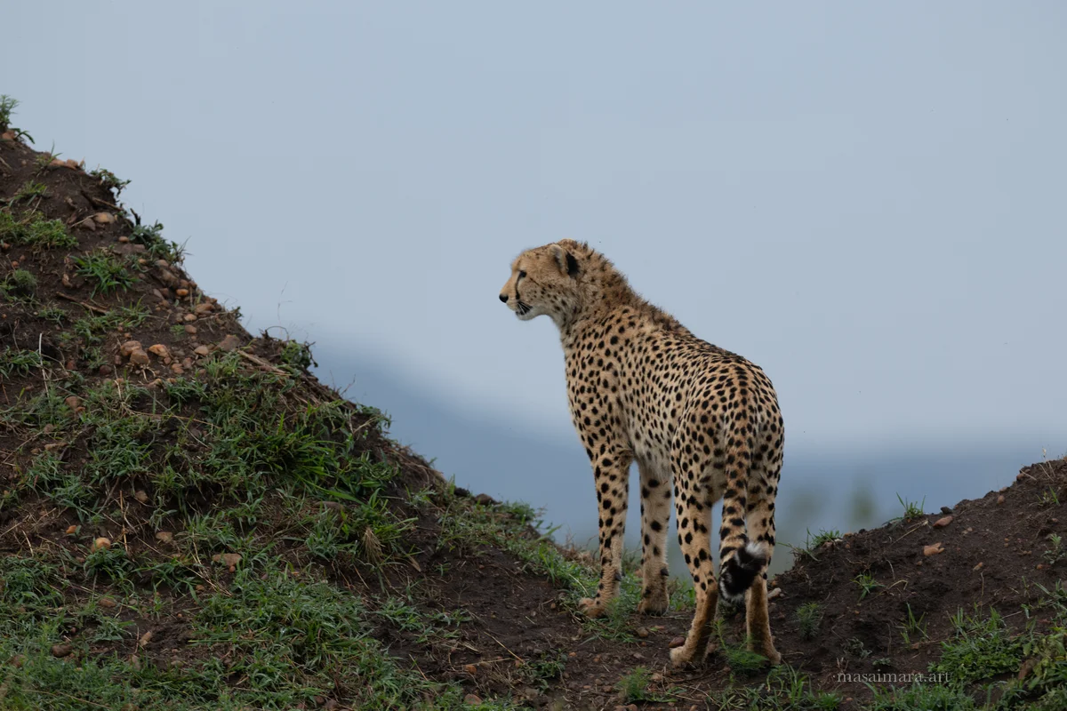Mound Cheetah — frame 04
