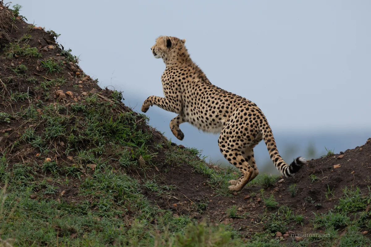Mound Cheetah — frame 05