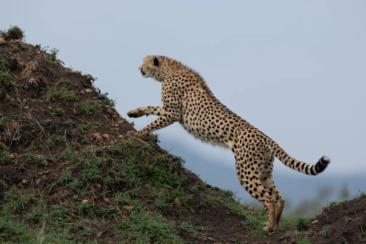 Mound Cheetah — frame 06