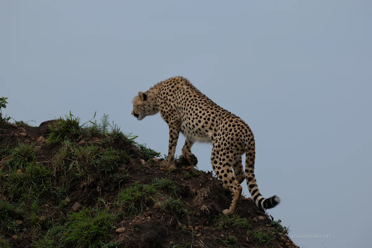 Mound Cheetah — frame 07