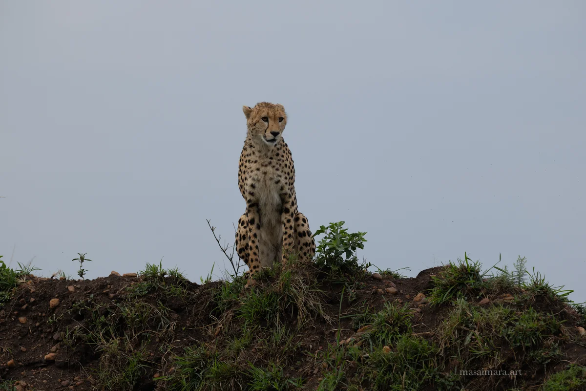 Mound Cheetah — frame 08