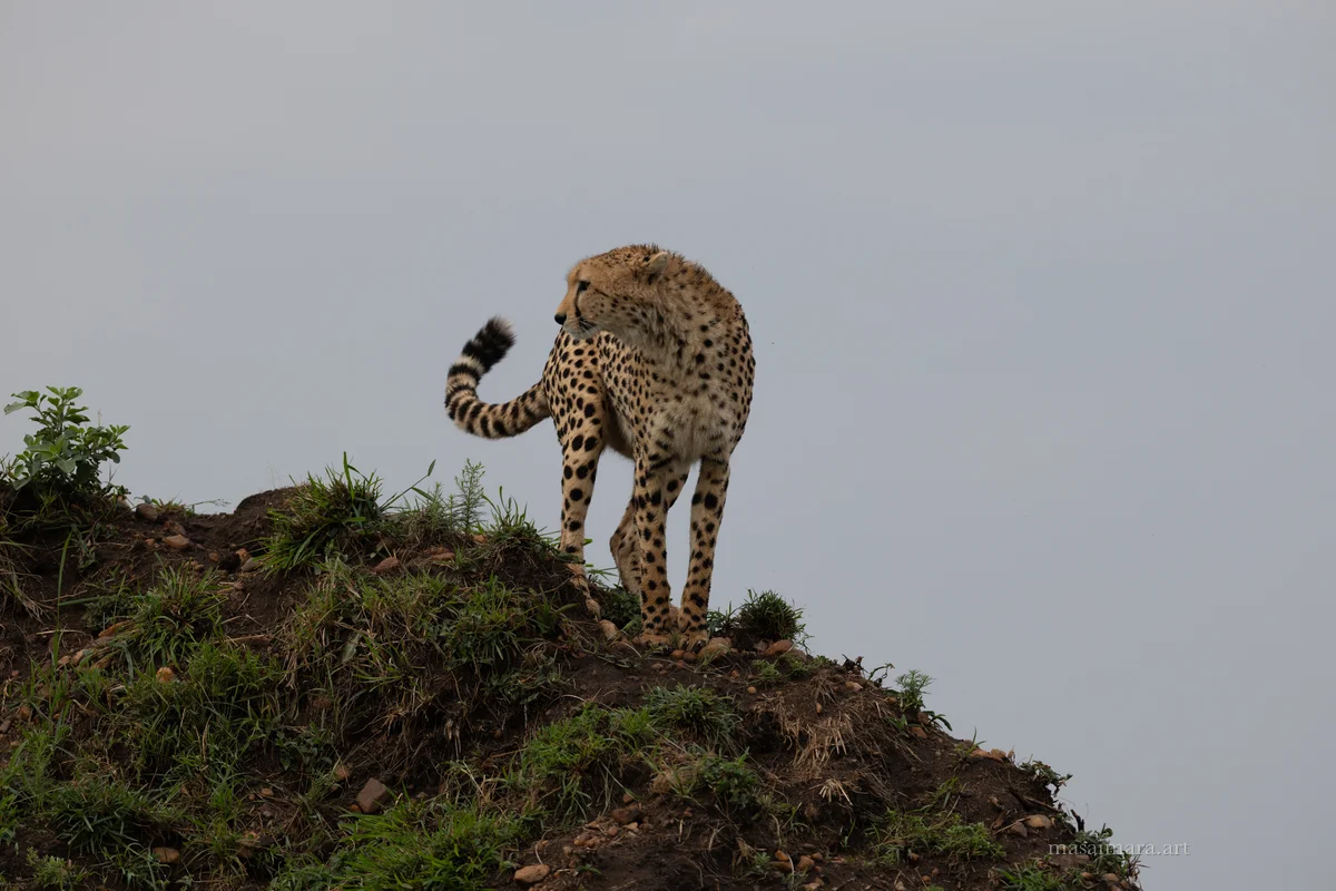 Mound Cheetah — frame 09