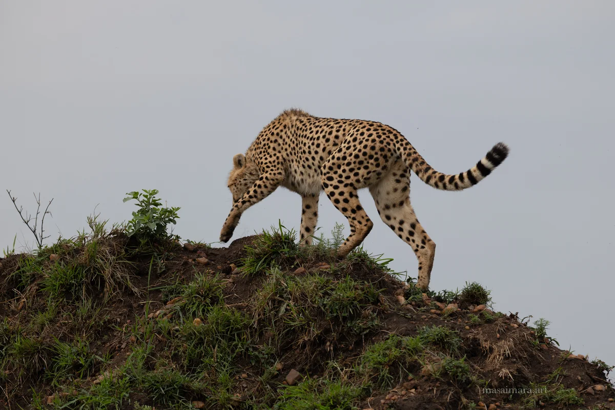 Mound Cheetah — frame 10