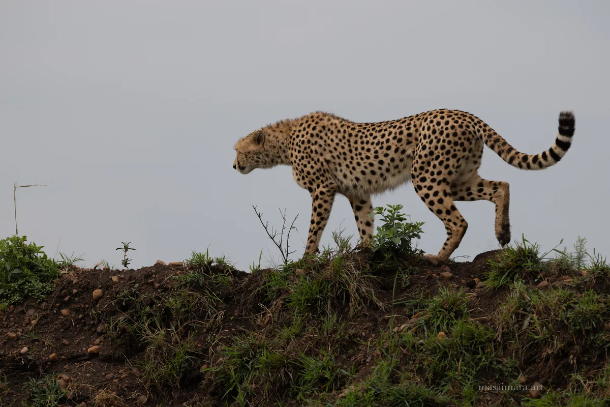 Mound Cheetah — frame 11