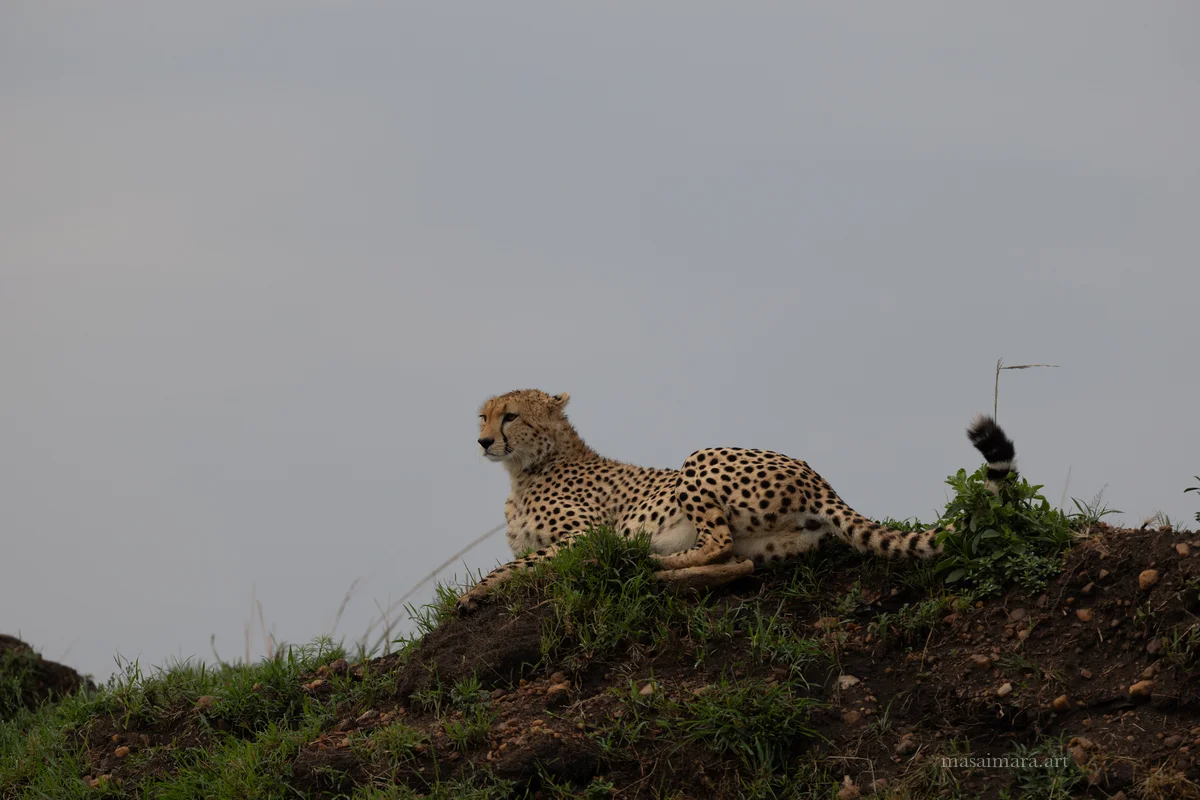 Mound Cheetah — frame 12
