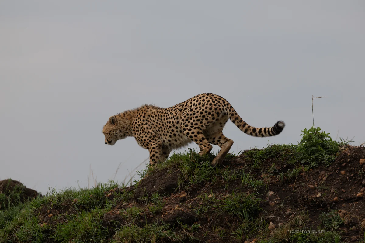 Mound Cheetah — frame 13