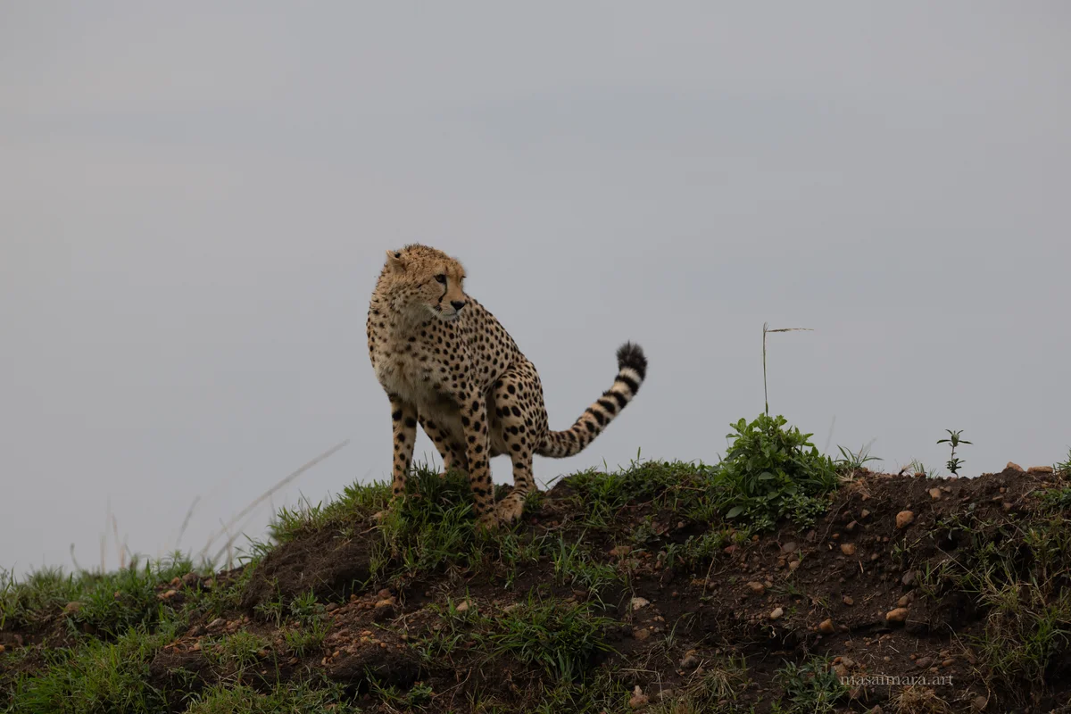 Mound Cheetah — frame 14