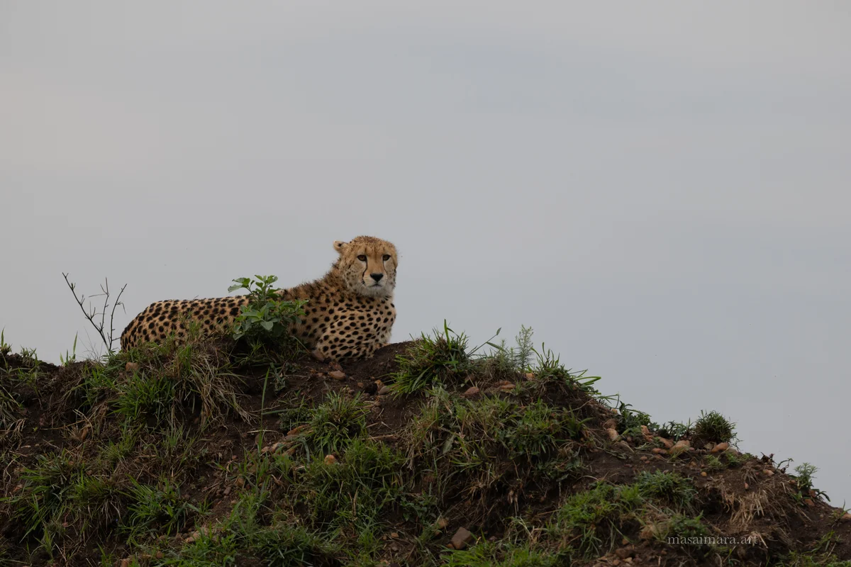 Mound Cheetah — frame 15