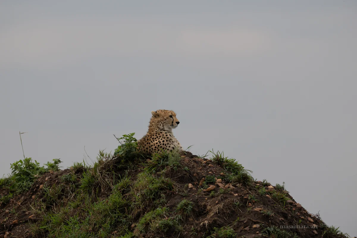Mound Cheetah — frame 16