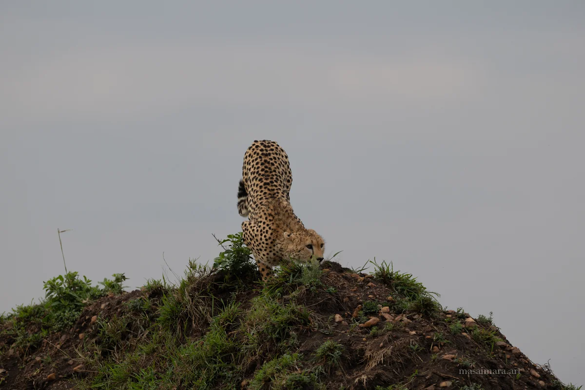 Mound Cheetah — frame 17