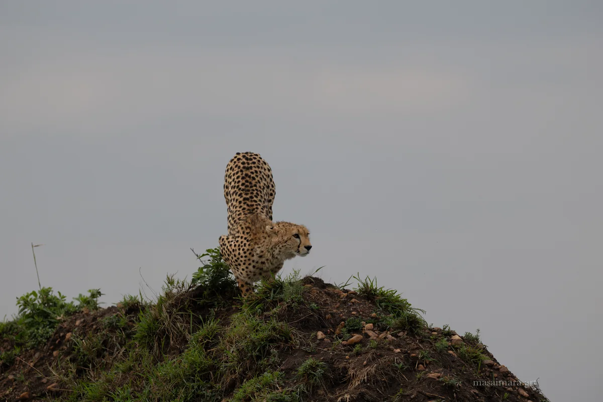Mound Cheetah — frame 18