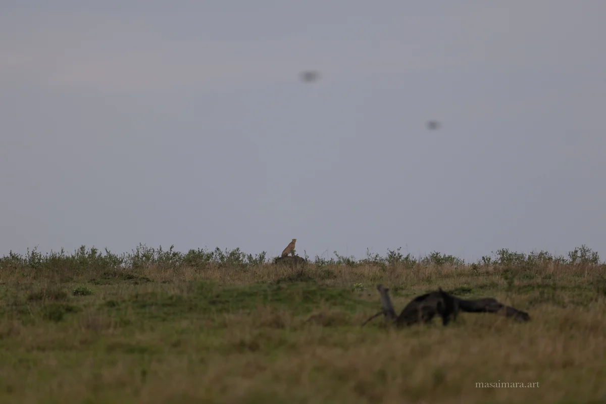 Mound Cheetah — frame 19
