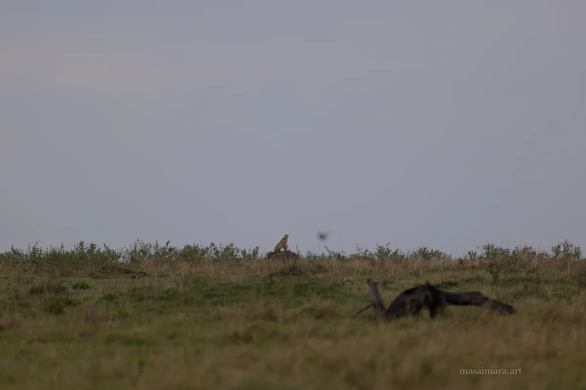 Mound Cheetah — frame 20