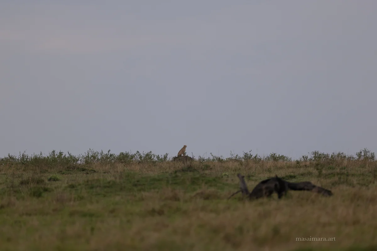 Mound Cheetah — frame 21