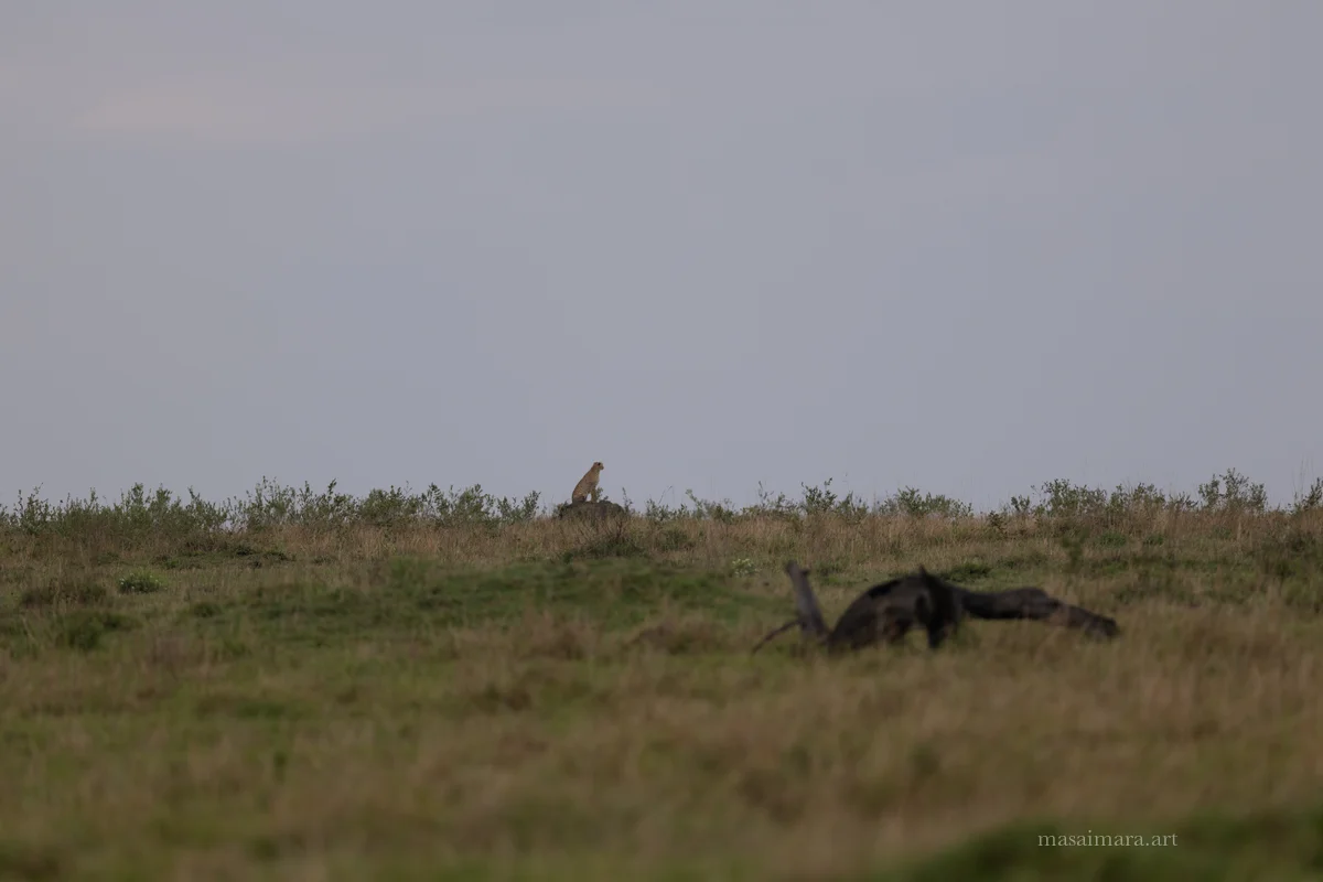 Mound Cheetah — frame 22